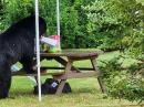 A black bear eating the Field Day snacks at the HCRA site. [Larry Krainson, W1AST, photo.]