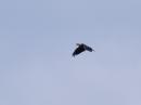 Bald Eagle over the K3AE Field Day site.