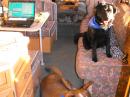 FieldDayDawgs Inc.  Meko and Sparky..Guarding the cheese  and leftorver.