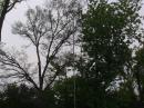 43 foot vertical loaded up on 80M - 6M!  Needs some tweaking for better 80M loading next year.
