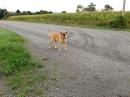 Buddy the K9 visits the rover crew in FN12au