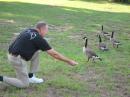CQ CQ CQ de a gaggle of geese looking for a handout.