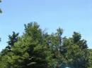 The big antenna is up!  Now to add guy ropes . . .