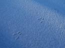 These are some rabit tracks that were left in the snow at the site where I operated from, shortly before I operated on Sunday morning.