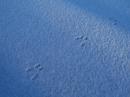 Before I set up my station on Sunday morning, I saw these rabbit tracks in the snow indicating that rabbit rover stations had stopped by overnight!