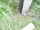 The 40M vertical ground connections. 8 full sized radials connected together with a spare clamp. The pole was placed over a plastic pipe and bound to an old fence post with a plastic tie. Total improvisation on the spot....I love that about Field Day!