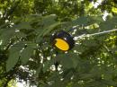 The adjustable ends of the Yo-yo Vee antenna made it easy to tune