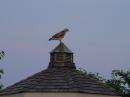 A special guest arrives at Field Day just before dusk atop the gazebo were the information table was located.