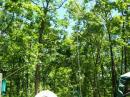 The trees just barely let the 15-1/2 foot booms on the 2M and 70cm Yagis rotate 360 degrees.