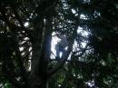 WA2EQF (Scott) climbing the tree installing the OCF