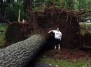A severe thunderstorm ripped through our Field Day site, downing several trees like the one pictured. Despite waterlogged equipment and antenna damage, the club's operation continued. Posing with the uprooted poplar tree is Elijah Brooks, son of Ky. SM KY4Z.