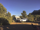 When we say pine tree people think tall but with Pinyon, not so much.