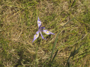 Wild onions. Made me cry almost as much as not getting through to that VI station.