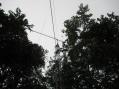 Here is the 6 meter antenna half hidden by the trees.  Plans are to trim down some branches to make climbing the tower easier.