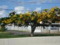 A yellow flambouyant in Puerto Rico. We had temperature around 78 to 80 F during the contest with some rain.