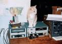 Goldie the cat keeps our Heathkits purring - Karl Zuk N2KZ