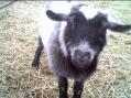 Smokey the Goat kept coming over to see what we were doing. I think some of our contacts heard him on the air.