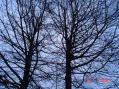 Well, my 10/15m A-99 is in them trees somewhere... Nothing makes an Anttron A99 kick like 35ft of mast guyed by the tree branches.