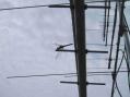 One of many winged visitors in FM28be...this one checking our our 903 Yagi.