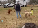 Nan, JR, Dogs