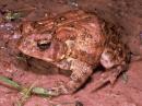 Interesting and unique wildlife is abundant in Bastrop State Park. Since the endangered Houston Toad breeds there from February through April, the ARDF championships cannot take place until May.