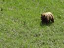 I am a really a Black Bear .