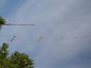 home made ladder line (don't laugh, it worked!!)