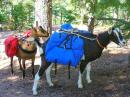 Peanut and Rooster my 2-pack goats and I hauled nearly 100lbs of FD/camping gear to the mountain top for a couple of scoops of grain!