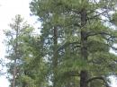 Mosley driven element for 10/15/20 and wire dipole for 40/80 high in the ponderosa pines