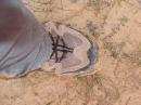 KF4LMT's foot in the slimy, slippery, wet Georgia red clay.