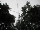 Here is the 6 meter antenna half hidden by the trees.  Plans are to trim down some branches to make climbing the tower easier.