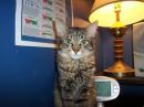 My cat. He watched as I freaked out.