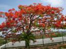 Flamboyant tree with its brilliant masses of big flowers is very known to residents and visitors of Puerto Rico.
Delonix regia. Subfamily Cesalpinioideas  (CESALPINIACEAS)