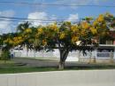 A yellow flambouyant in Puerto Rico. We had temperature around 78 to 80 F during the contest with some rain.