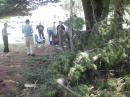 NA1RL - Newington CT - trees down during FD setup!