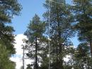 Rotatable dipole 10/15/20 and wire 40/80 in the trees