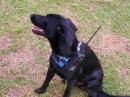 GOLIATH OUR GROUP MASCOT COULD NOT BE LEFT FROM THE FIELD DAY