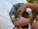 While at the site, Dan heard the faint meowing of kittens in the woods. When we all went to check it out, here we found two very young kittens. We don't know how they got there... maybe somebody saw our big setup and decided to drop them off. Or maybe they were wild and got seperated from their mother. Either way, we found them a good home.