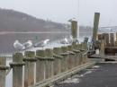 When I got to FN30ai, the seagulls were basking in the unseasonably warm January weekend weather. The rise of Mt Mitchell and Twin Lights in backround.