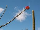 The ocotillo was in bloom.