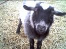 Smokey the Goat kept coming over to see what we were doing. I think some of our contacts heard him on the air.