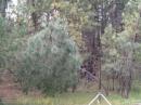 My Outbacker Outreach, a snap to set up and transport, but next year we'll try a dipole in the trees for some more oomph