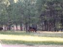 The only visitors to our site except for some kids racing by on four wheelers and two campers Friday evening.  Turns out they were looking for the <i>beef</i> radio contest though.