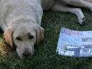 Dog gone, some serious reading going on!