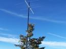 The 2 Meter SOTA 3-element Yagi attached to a pine tree.