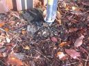 Coax Remains
