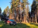 Tall trees = Happy Hams