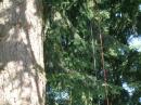 The center of the tree antenna.