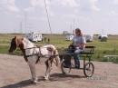 Karen Zahradnicek, KC0OCH, age 15 operated equine mobile (pony cart mobile) during field day. Her pony Max, took a little time adjusting to the vertical antenna and Icom-706. Karen offered rides to visitors and made all of the 10 meter contacts.