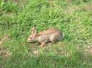 Rabbit Ears,  What band?